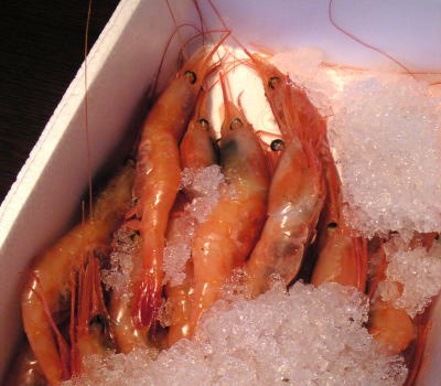 ���祵�����δť���