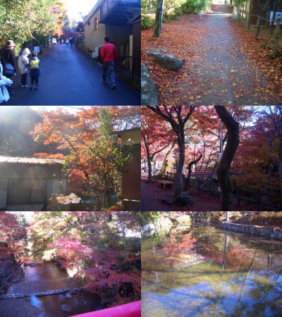 岩屋堂公園のもみじまつり