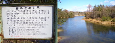 岩本池で1000羽以上のカモを見る