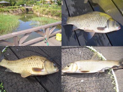 �����Ӹ���ǵ����