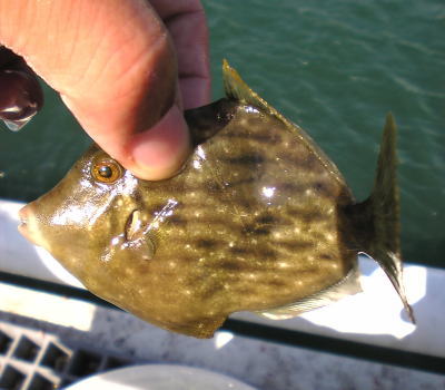 可愛らしいカワハギ