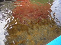 ���η���