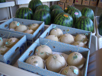 ��ʪ����