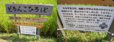 尾張旭市のとある田んぼ!どろんこひろば