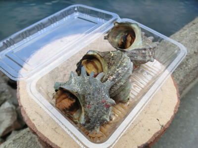 �������ΤĤܾƤ�