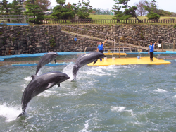 ���륫���硼