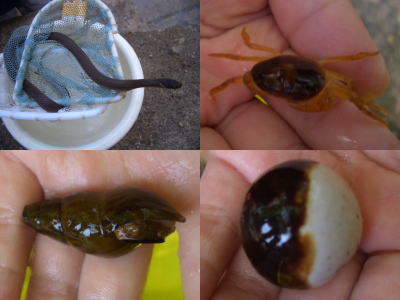 川で捕まえた生き物