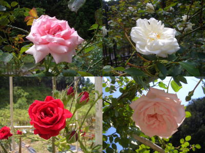 何種類ものバラ