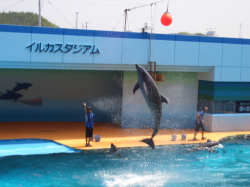 ¥¤¥ë¥«¥·¥ç¡¼¢