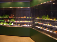 ��ʪ�ǥ����ץ쥤