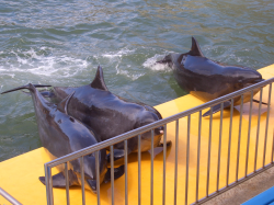 ���륫���硼