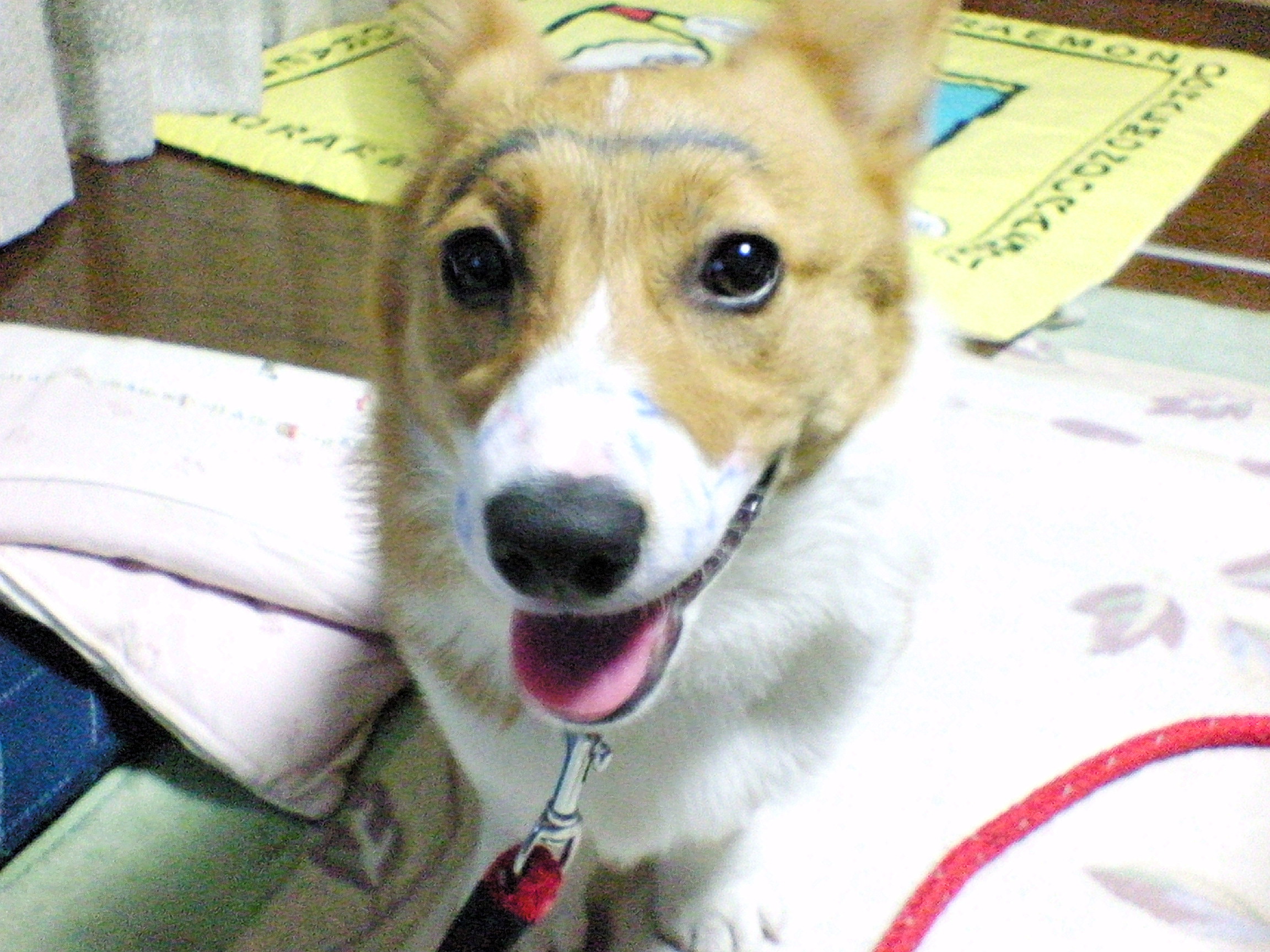 顔に落書きされちゃいました 短足犬