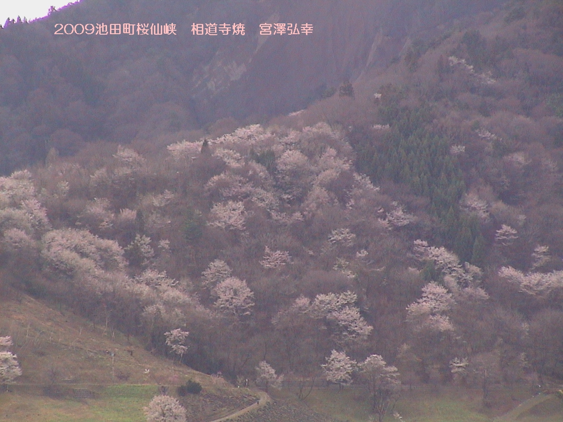 桜仙峡の桜 安曇野 名所 登波離橋 相道寺焼