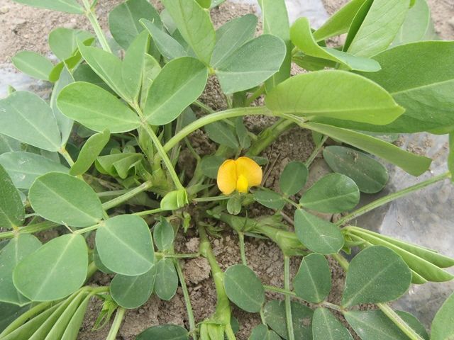 落花生の花が咲き始めました 会津坂下農業普及所ブログ 今日も現地活動中