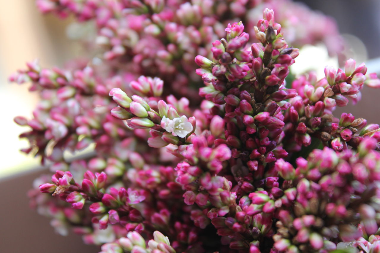 藍の花がレイになる 藍色工房 あいいろこうぼう オフィシャルブログ