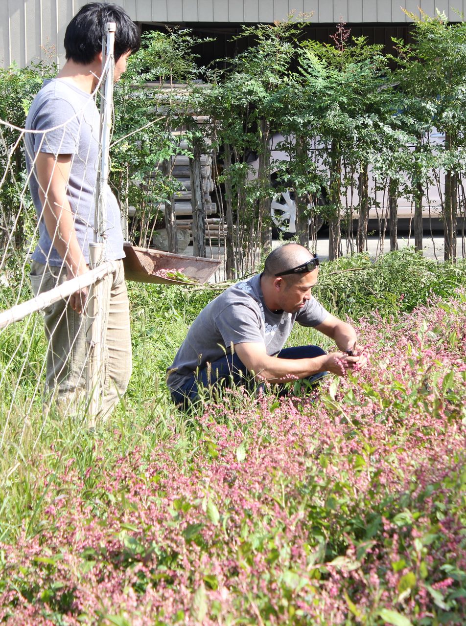 藍の花がレイになる 藍色工房 あいいろこうぼう オフィシャルブログ 藍の花がレイになる 藍色工房 あいいろこうぼう オフィシャルブログ