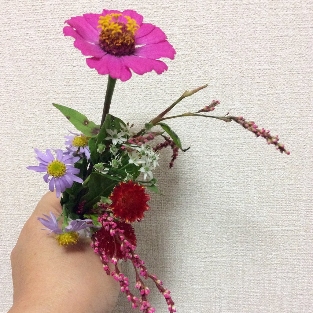 徳島県の藍農園で花が咲いています 藍色工房 あいいろこうぼう オフィシャルブログ 徳島県の藍農園で花が咲いています 藍色工房 あいいろこうぼう オフィシャルブログ