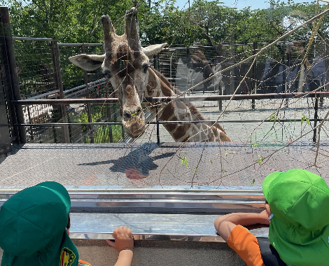 明石 動物園 きりん