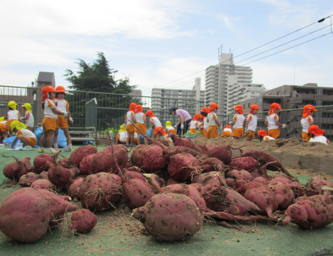 明石　保育園　さつまいも畑