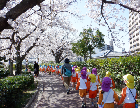 明石 保育園 桜
