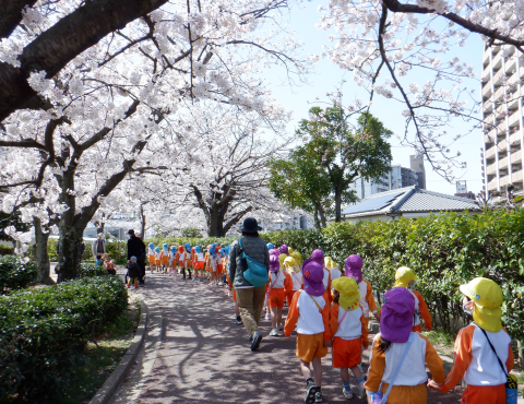 明石　保育園　桜