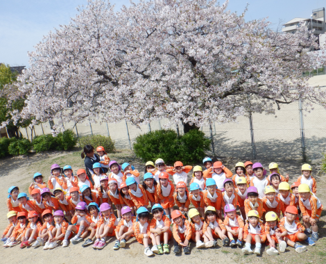 明石 保育園 桜