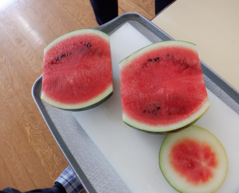 明石 保育園 スイカ