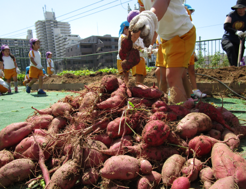 明石　保育園　食育１