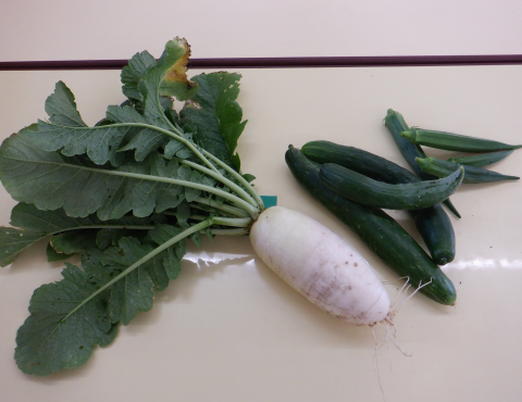 明石 保育園 野菜