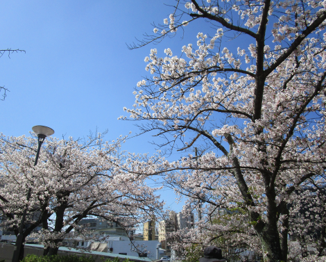 明石　保育園　桜