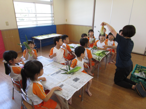 西明石 保育園 5歳か