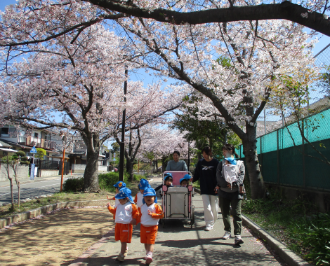 明石　保育園　桜