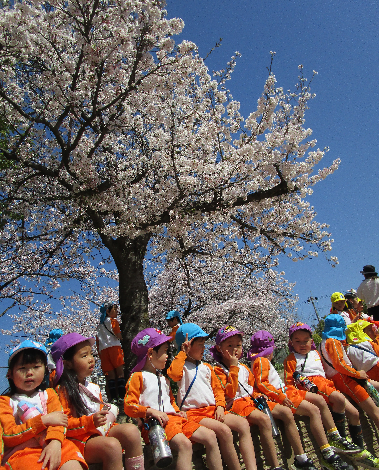 明石　保育園　桜１
