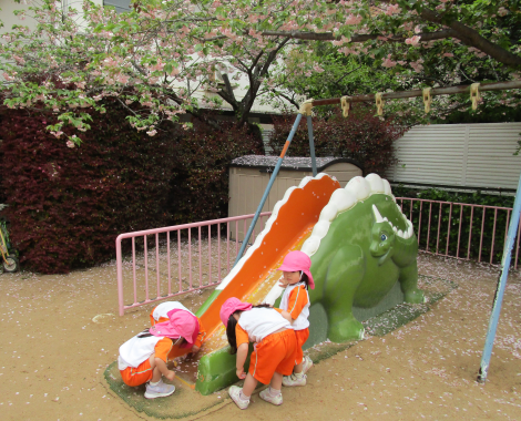 明石 保育園 桜