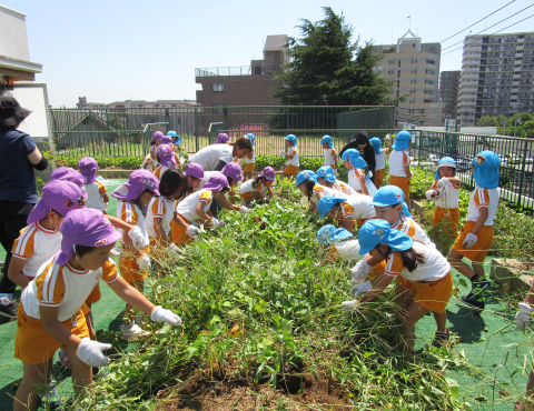 明石　保育園　畑１