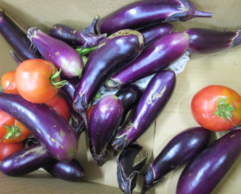 明石 保育園 野菜