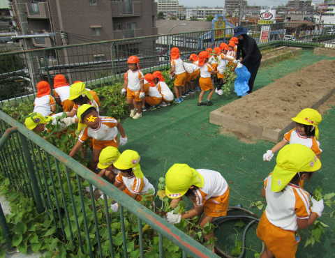 明石　保育園　いもほり