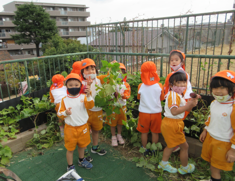 明石　保育園　おいもほり