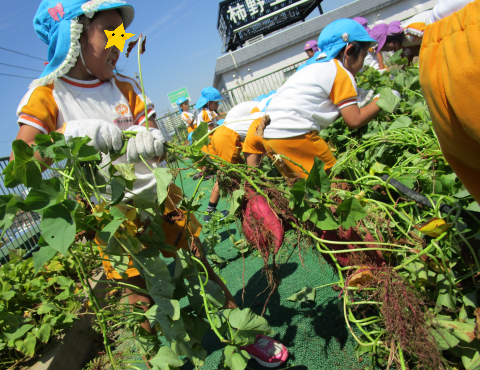 明石　保育園　畑