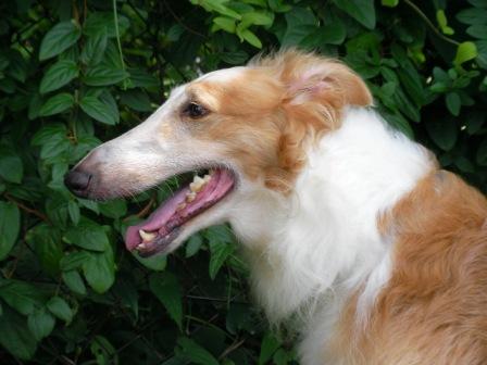 里親募集 カーン ボルゾイ ちば愛犬倶楽部のブログ