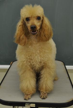 里親募集 ジンジャー ミニチュアプードル ちば愛犬倶楽部のブログ