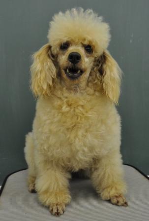 里親募集 アン ミニチュアプードル ちば愛犬倶楽部のブログ