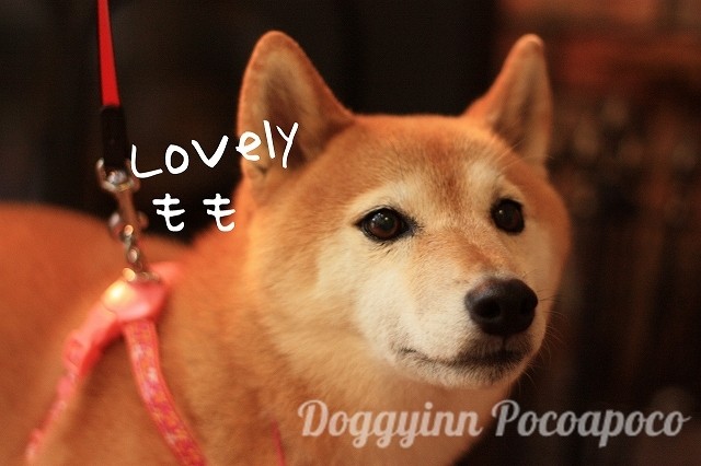 柴犬のハクくん お誕生日ver ももちゃん ランちゃん シーズーのぽこちゃん トイプードルのうりちゃn ラムちゃん 世界にひとつ愛犬グッズつくっちゃお 柴犬のハクくん お誕生日ver ももちゃん ランちゃん シーズーのぽこちゃん トイプードルのうりちゃn ラムちゃん 世界にひとつ愛犬グッズつくっちゃお