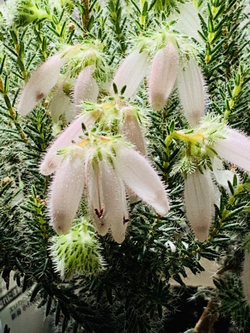 エリカの花 アコの徒然日記 エリカの花 アコの徒然日記