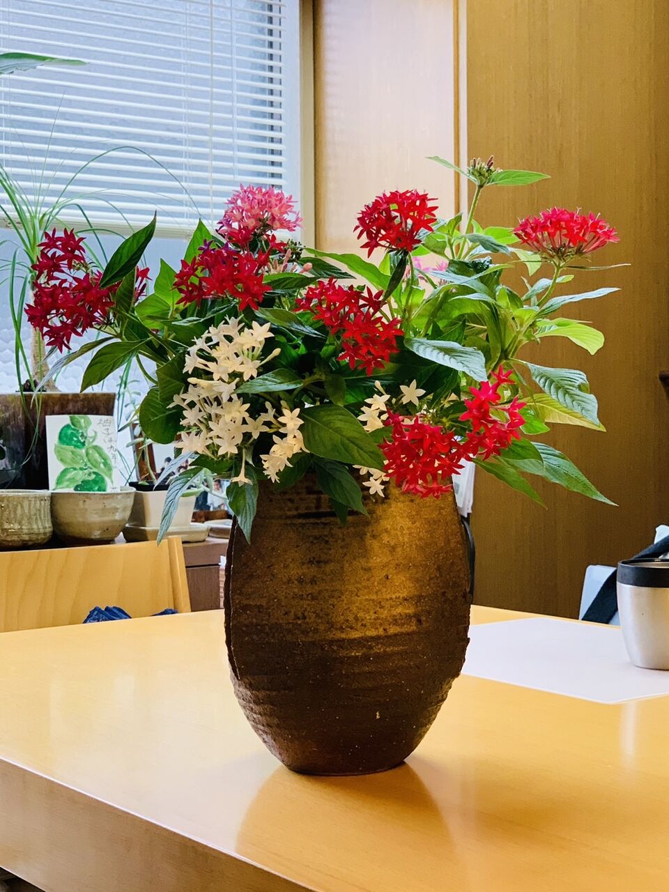 星形のペンタスの花 アコの徒然日記