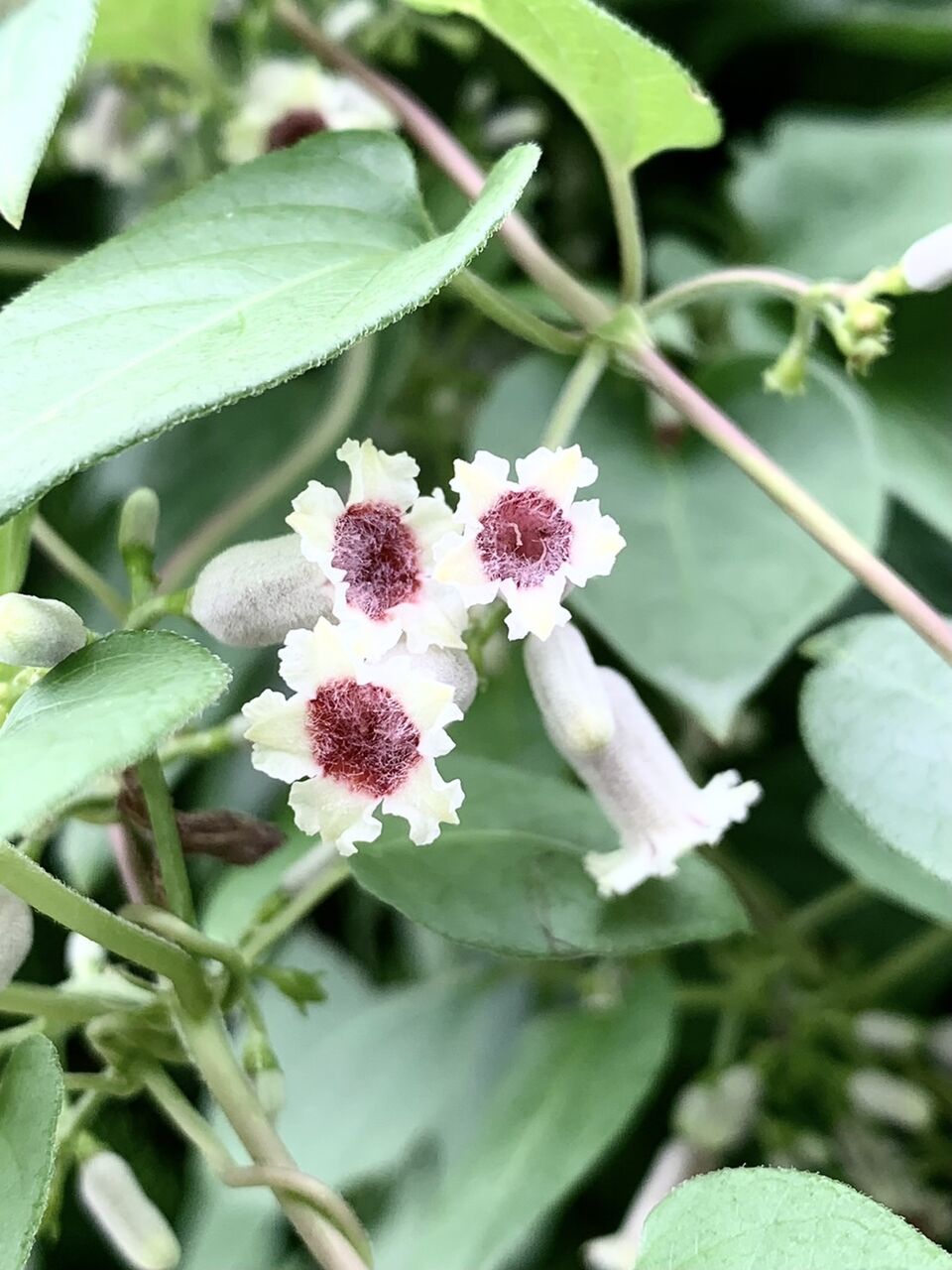 ヘクソカズラの花 屁糞葛 アコの徒然日記