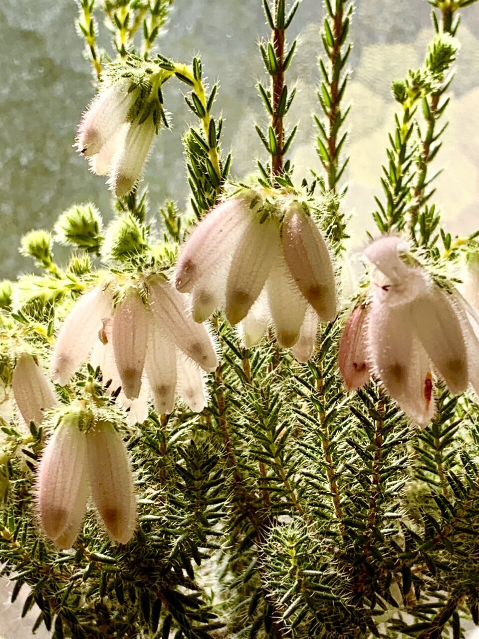 エリカの花 アコの徒然日記