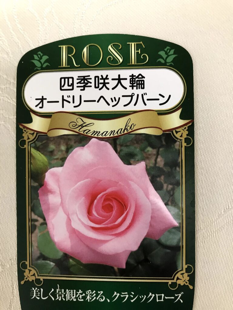 更に薔薇苗 花好きばあちゃんの日記