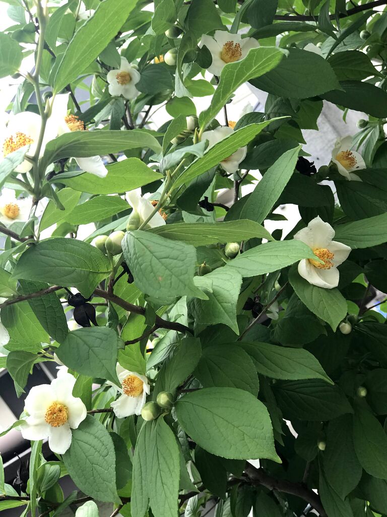 夏椿 シャラの木 花好きばあちゃんの日記 夏椿 シャラの木 花好きばあちゃんの日記