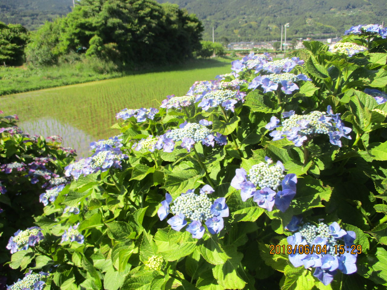 最高の天気 最高の紫陽花 らいふ愛甲石田のblog 最高の天気 最高の紫陽花 らいふ愛甲石田のblog